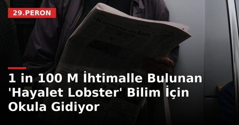 1 in 100 M İhtimalle Bulunan 'Hayalet Lobster' Bilim İçin Okula Gidiyor