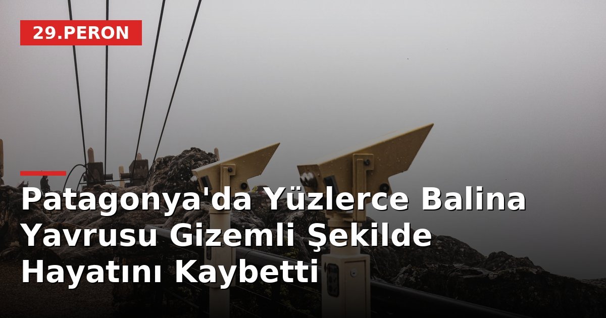 Patagonya'da Yüzlerce Balina Yavrusu Gizemli Şekilde Hayatını Kaybetti