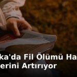 Sri Lanka'da Fil Ölümü Habitat Endişelerini Artırıyor